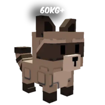 60kg+ Raccoon Bloxero