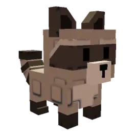 Raccoon